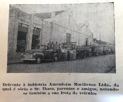 amendoim mariliense ihara.jpg