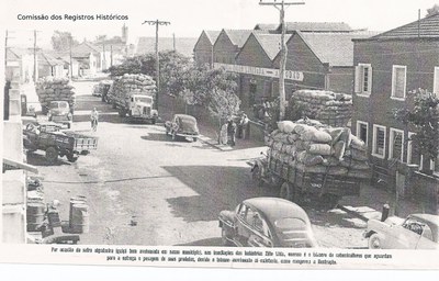 zilo algodão.jpg