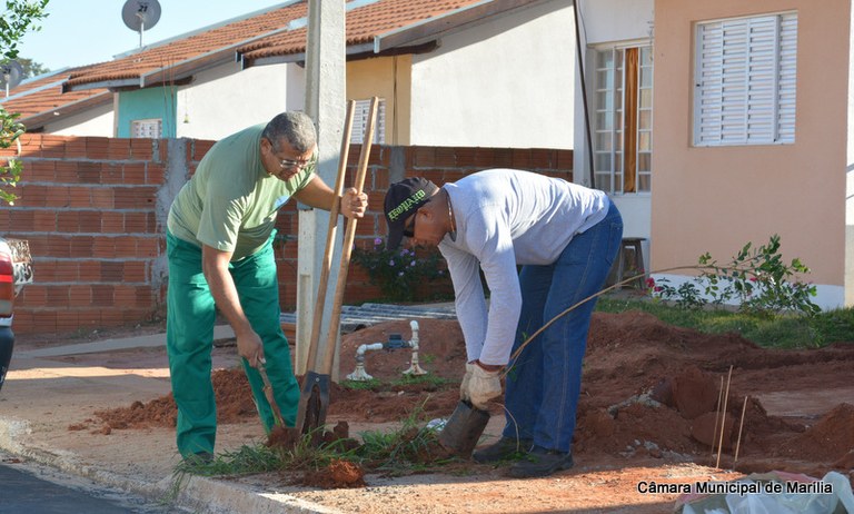 Requerimento do presidente Herval Seabra é atendido e bairro de Marília ganha 120 árvores